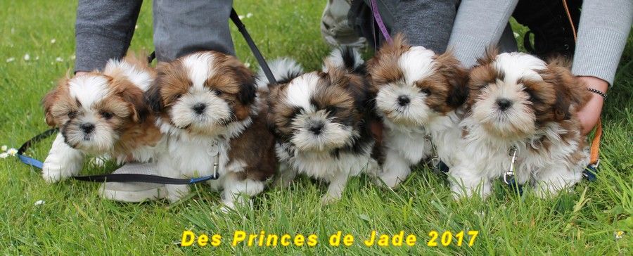 Des Princes De Jade - Bon vent aux bébés de Java et Goldi