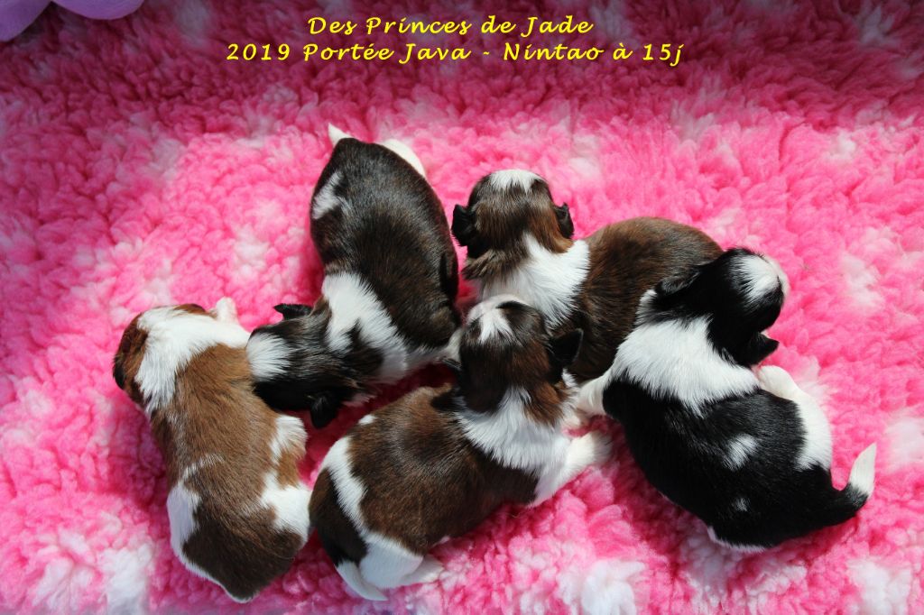 Des Princes De Jade - 26 mai 2019 - Les bébés de Java et Nintao ont ouvert les yeux