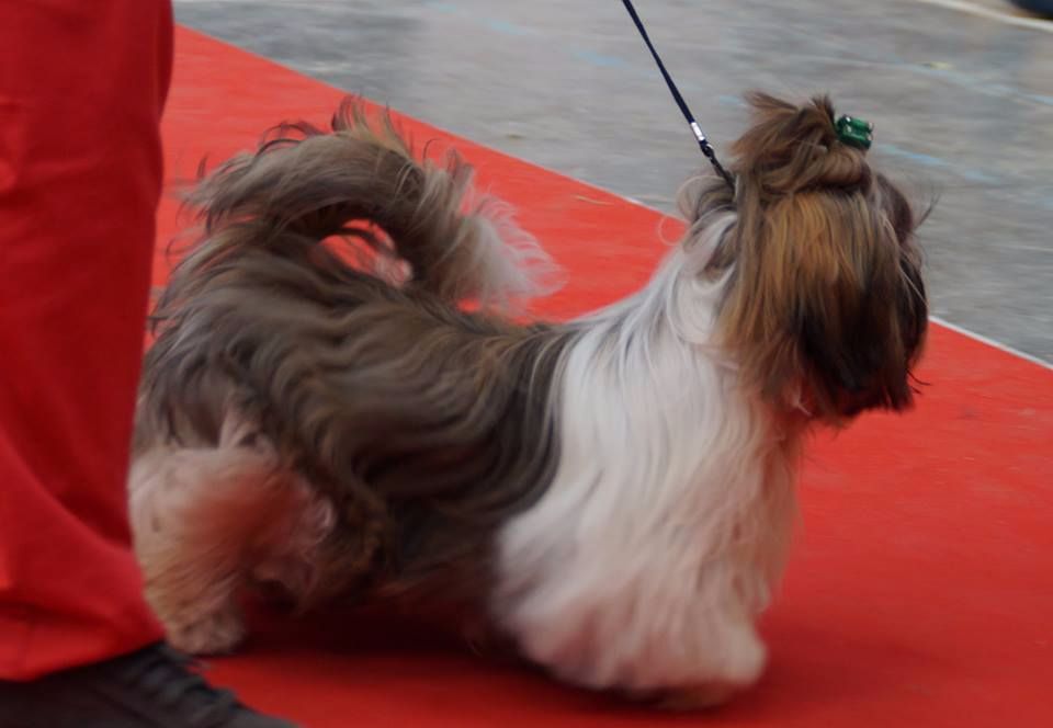 Des Princes De Jade - 24 septembre - Exposition canine COMPIEGNE CACIB