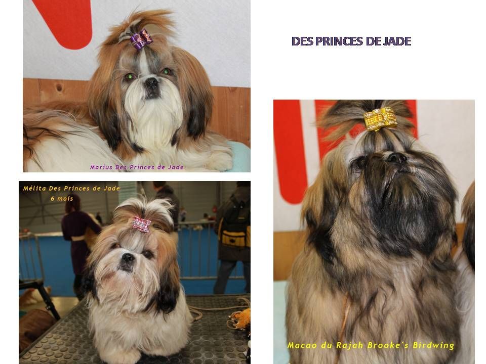 Des Princes De Jade - PARIS DOG SHOW, spéciale de race