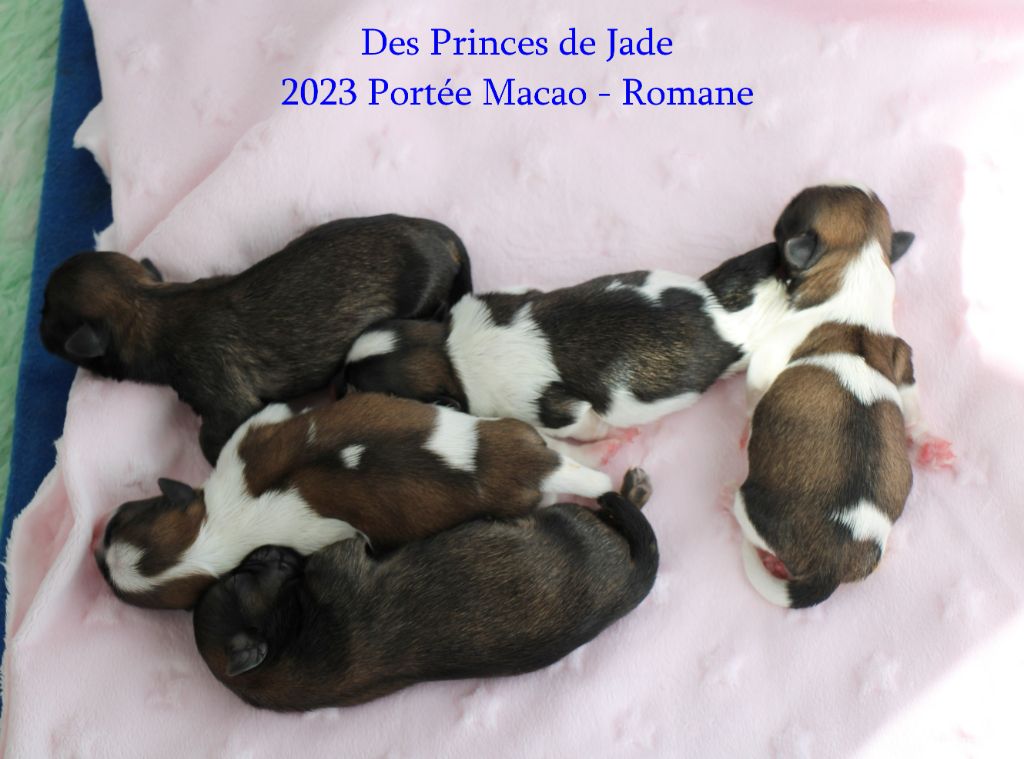 Des Princes De Jade - Les bébés de Macao et Romane sont nés !