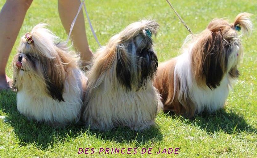 Des Princes De Jade - 25 mai - Exposition canine CACS EVREUX