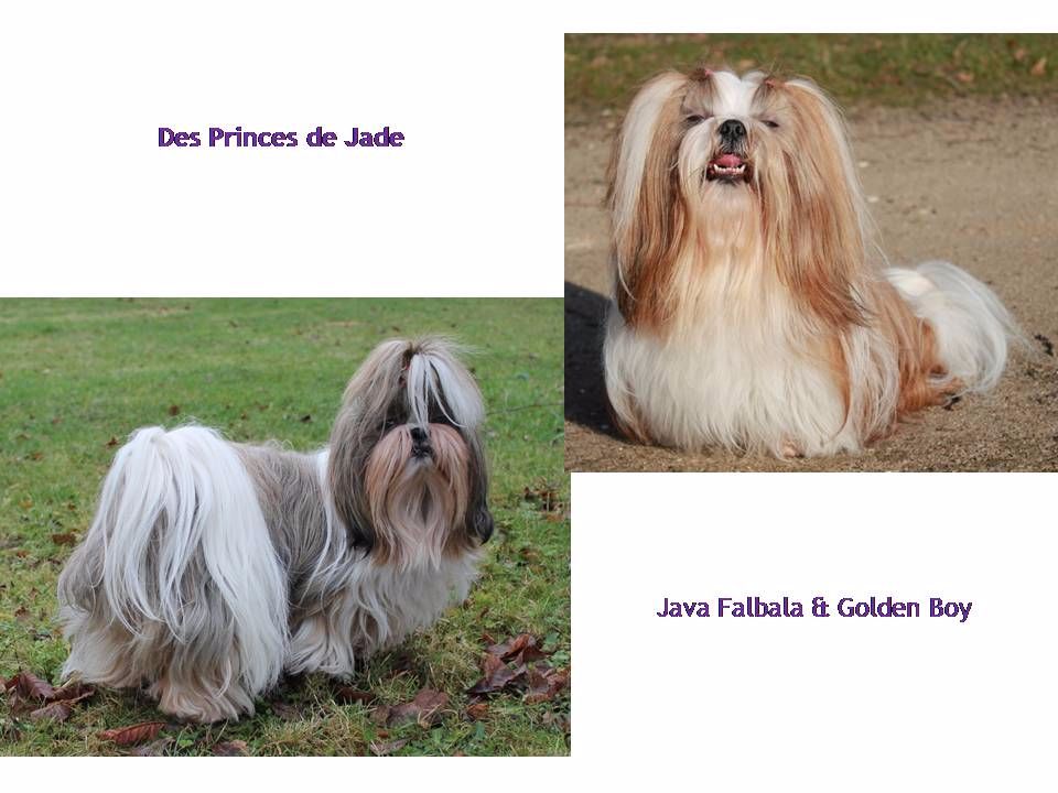Des Princes De Jade - Les bébés de Java et de Golden Boy sont nés !