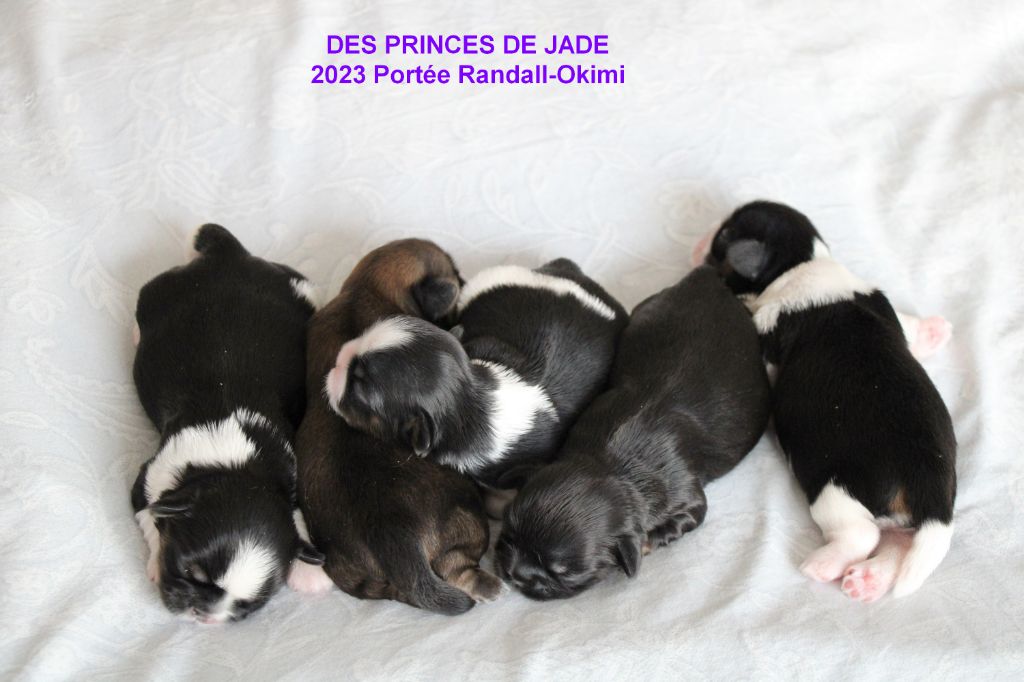 Des Princes De Jade - Les bébés de Randall et Okimi