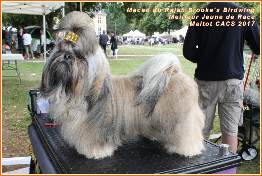 Des Princes De Jade - 14 juillet - Exposition canine MALTOT CACS