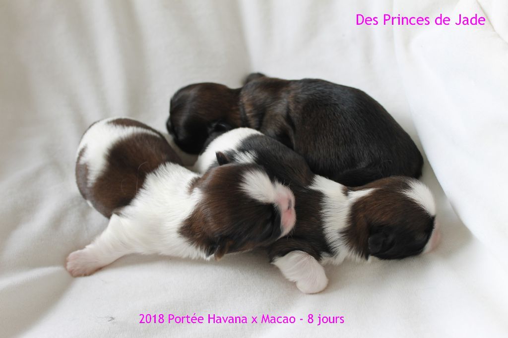 Des Princes De Jade - 8 avril 2018 - les bébés de Havana enfin visible
