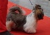  - 24 septembre - Exposition canine COMPIEGNE CACIB