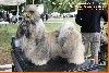  - 14 juillet - Exposition canine MALTOT CACS