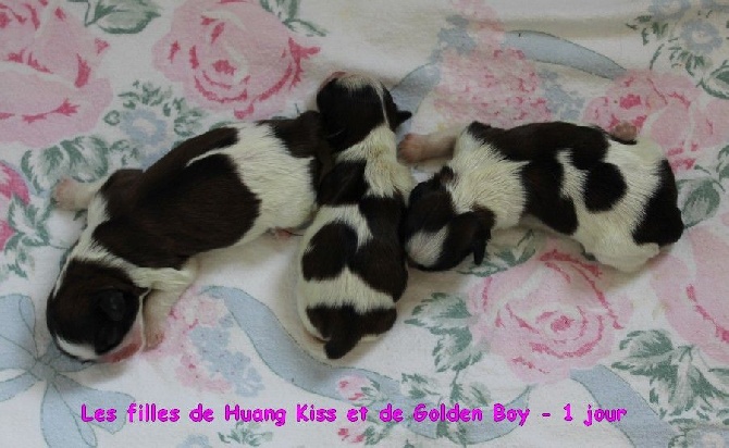 Des Princes De Jade - Les bébés de Huang Kiss et de Goldi sont nés