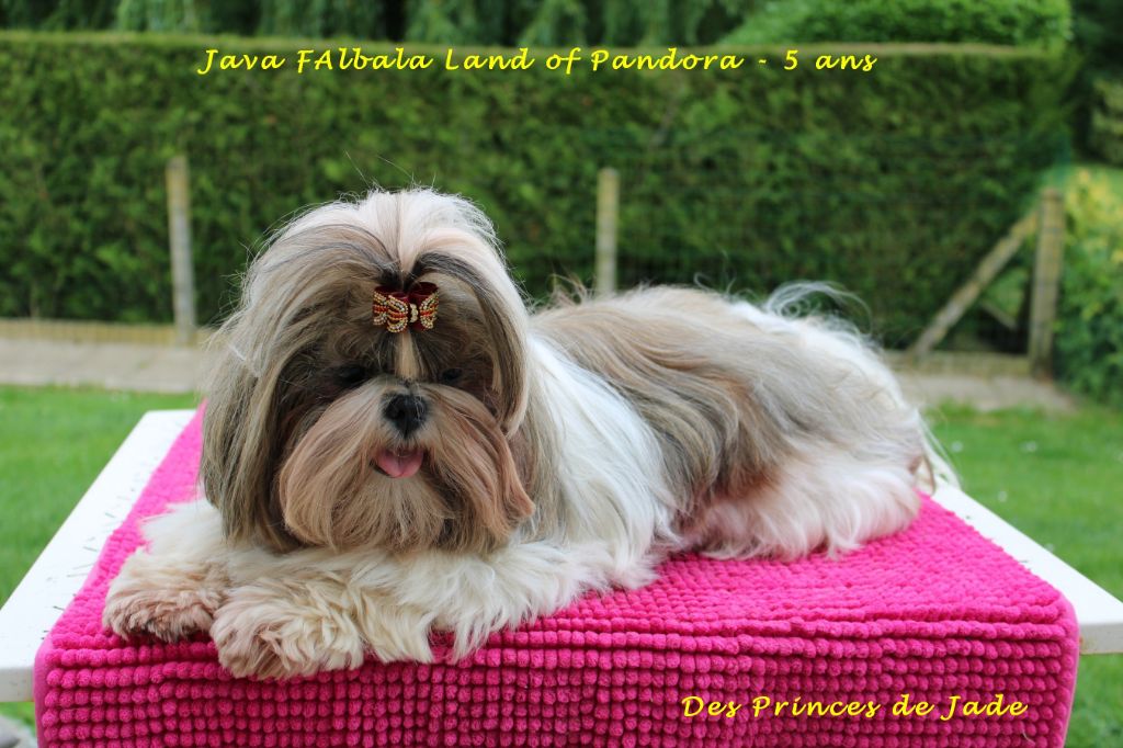 Des Princes De Jade - 3 juin - Très bon anniversaire ma jolie Java