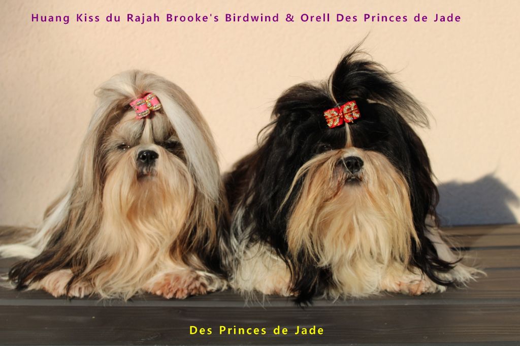Des Princes De Jade - 3 octobre - Havana et Orell bientôt parents