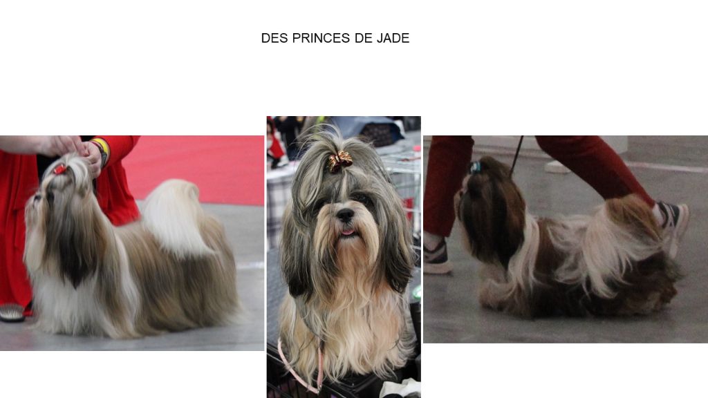 Des Princes De Jade - PARIS DOG SHOW 2022