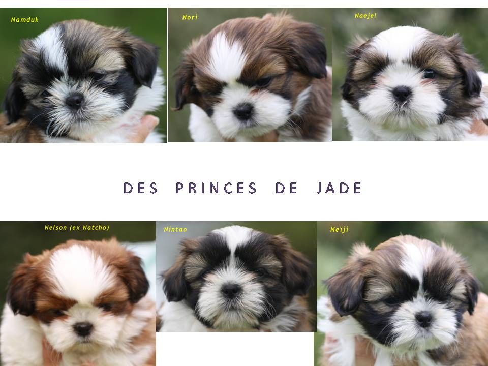 Des Princes De Jade -  Chiots disponibles