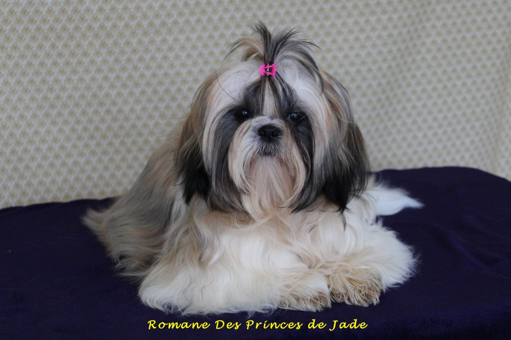 Romane Des Princes De Jade