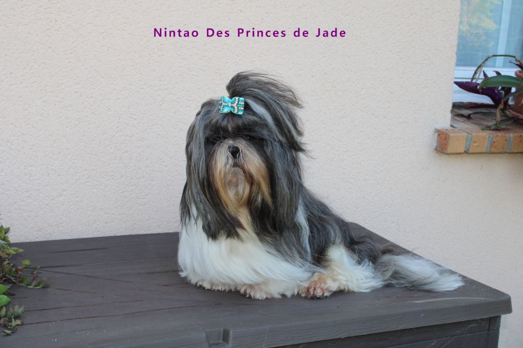 Nintao Des Princes De Jade
