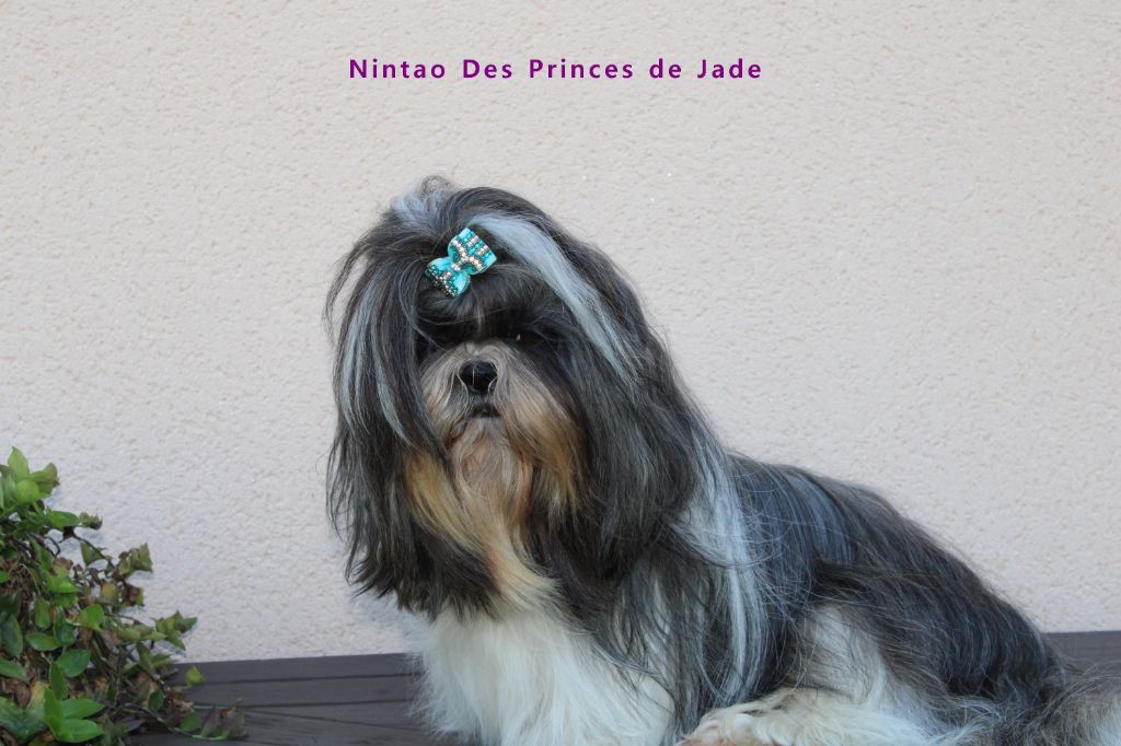 Nintao Des Princes De Jade