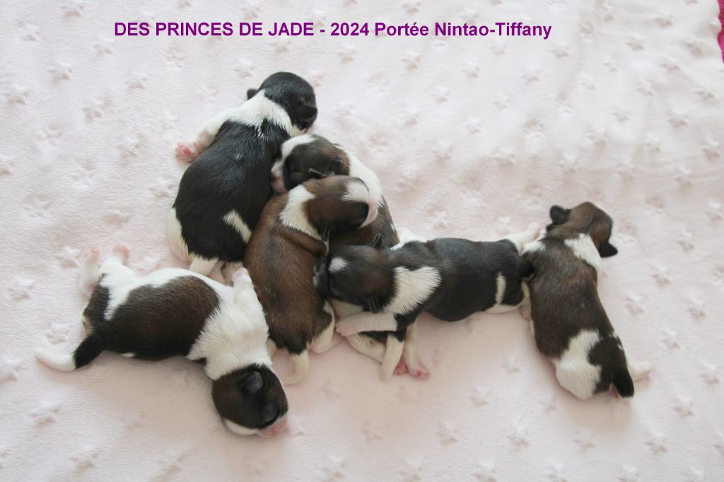 chiot Shih Tzu Des Princes De Jade