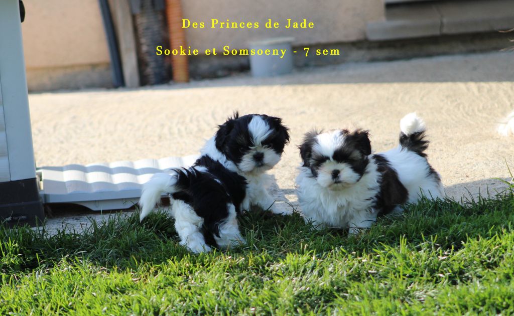 Des Princes De Jade - Shih Tzu - Portée née le 18/02/2021