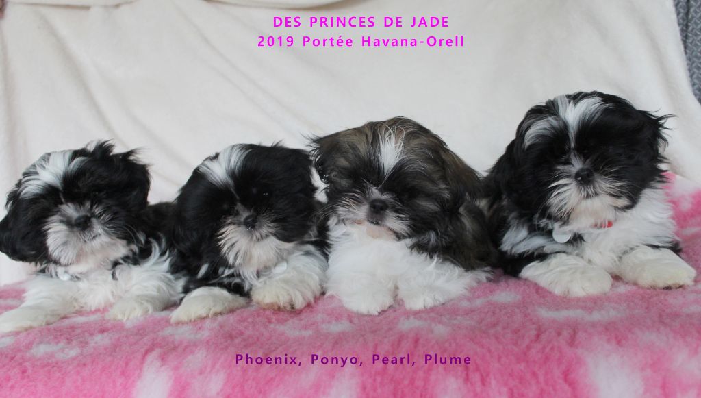 Des Princes De Jade - Shih Tzu - Portée née le 30/10/2019