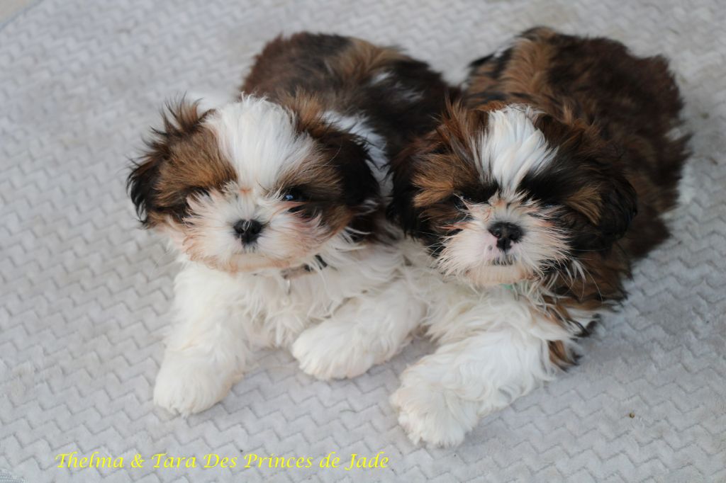 chiot Shih Tzu Des Princes De Jade