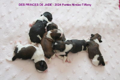 Des Princes De Jade - Shih Tzu - Portée née le 28/07/2024