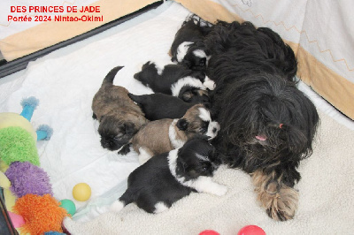 Des Princes De Jade - Shih Tzu - Portée née le 25/07/2024