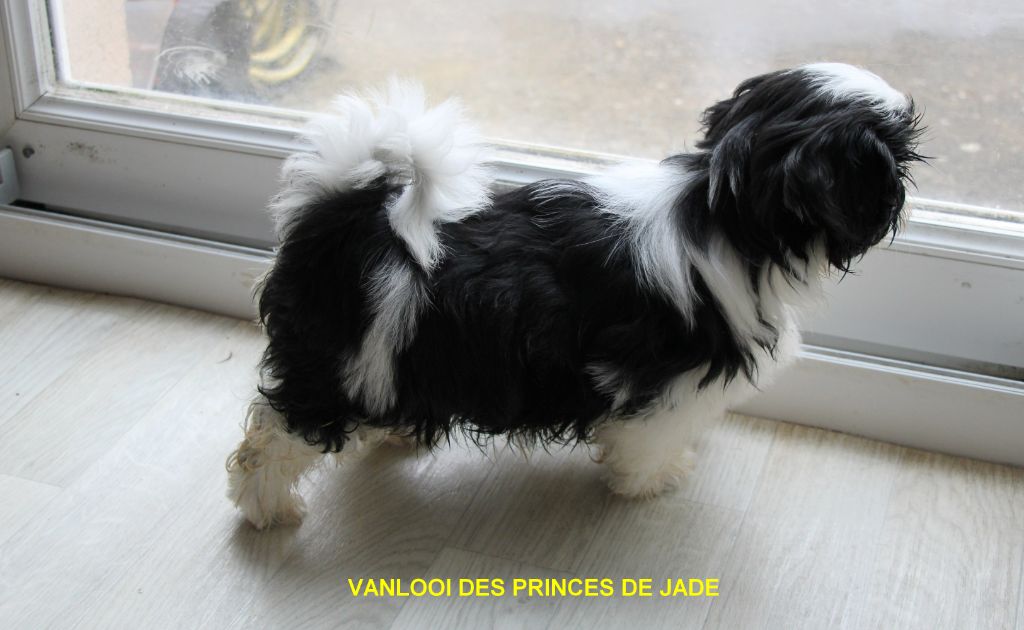 Des Princes De Jade - Chiot disponible  - Shih Tzu