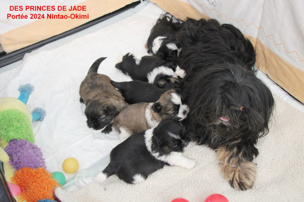 chiot Shih Tzu Des Princes De Jade