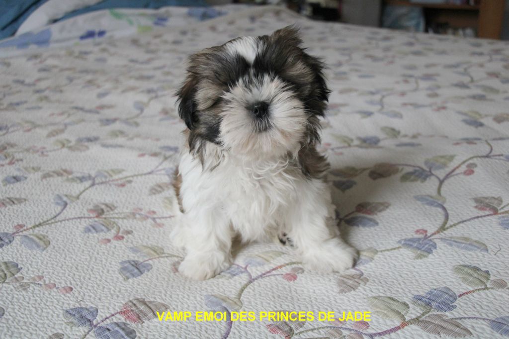 Des Princes De Jade - Chiot disponible  - Shih Tzu