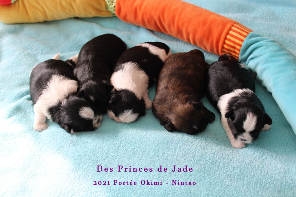 Chiot Shih Tzu Des Princes De Jade