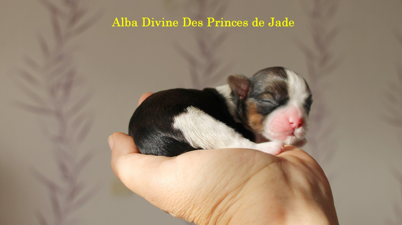 Des Princes De Jade - Chiots disponibles - Shih Tzu