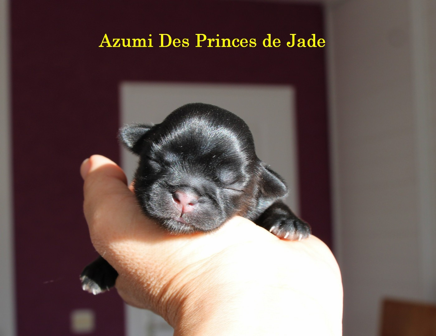 Des Princes De Jade - Chiots disponibles - Shih Tzu