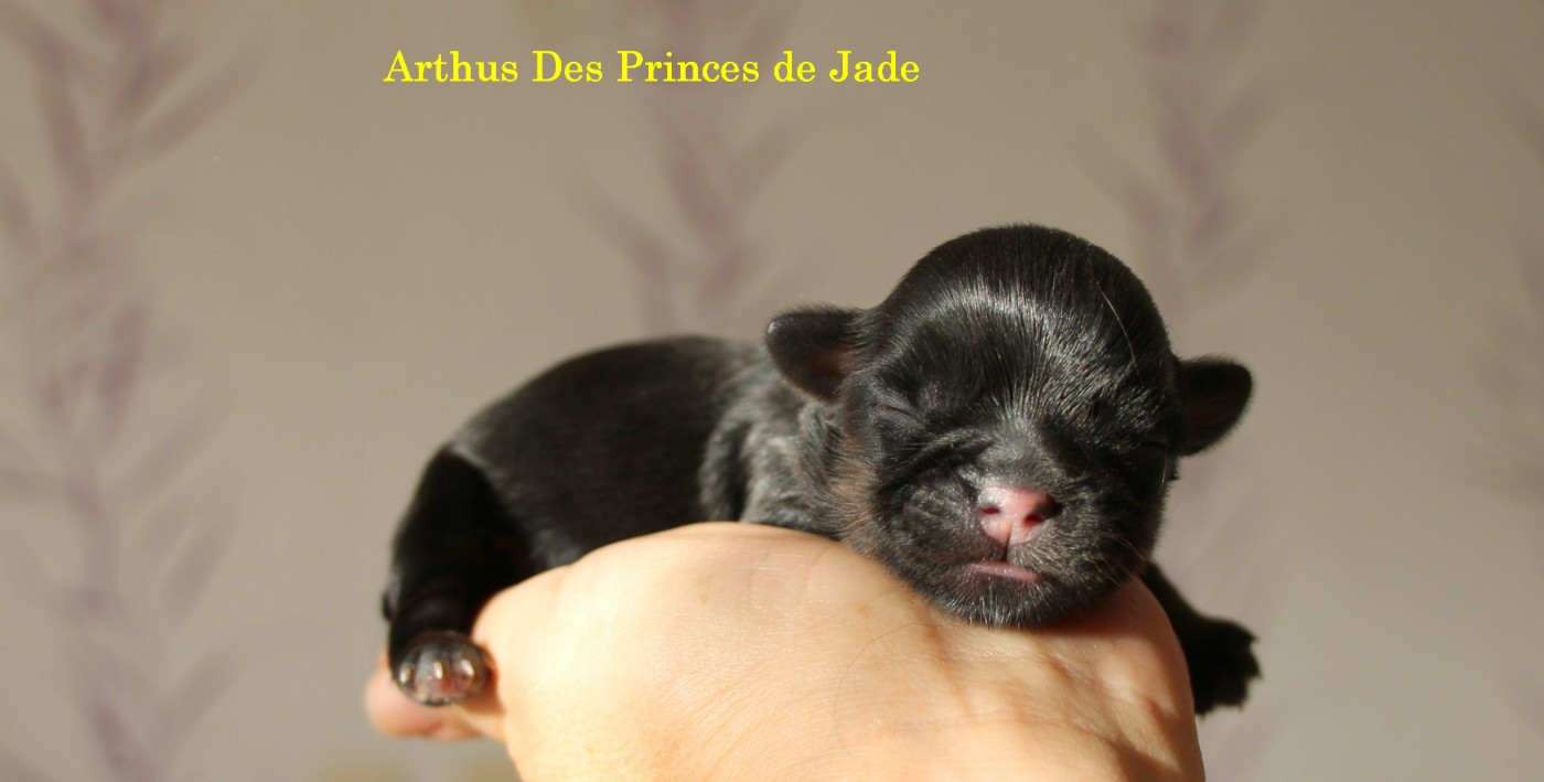 Des Princes De Jade - Chiots disponibles - Shih Tzu