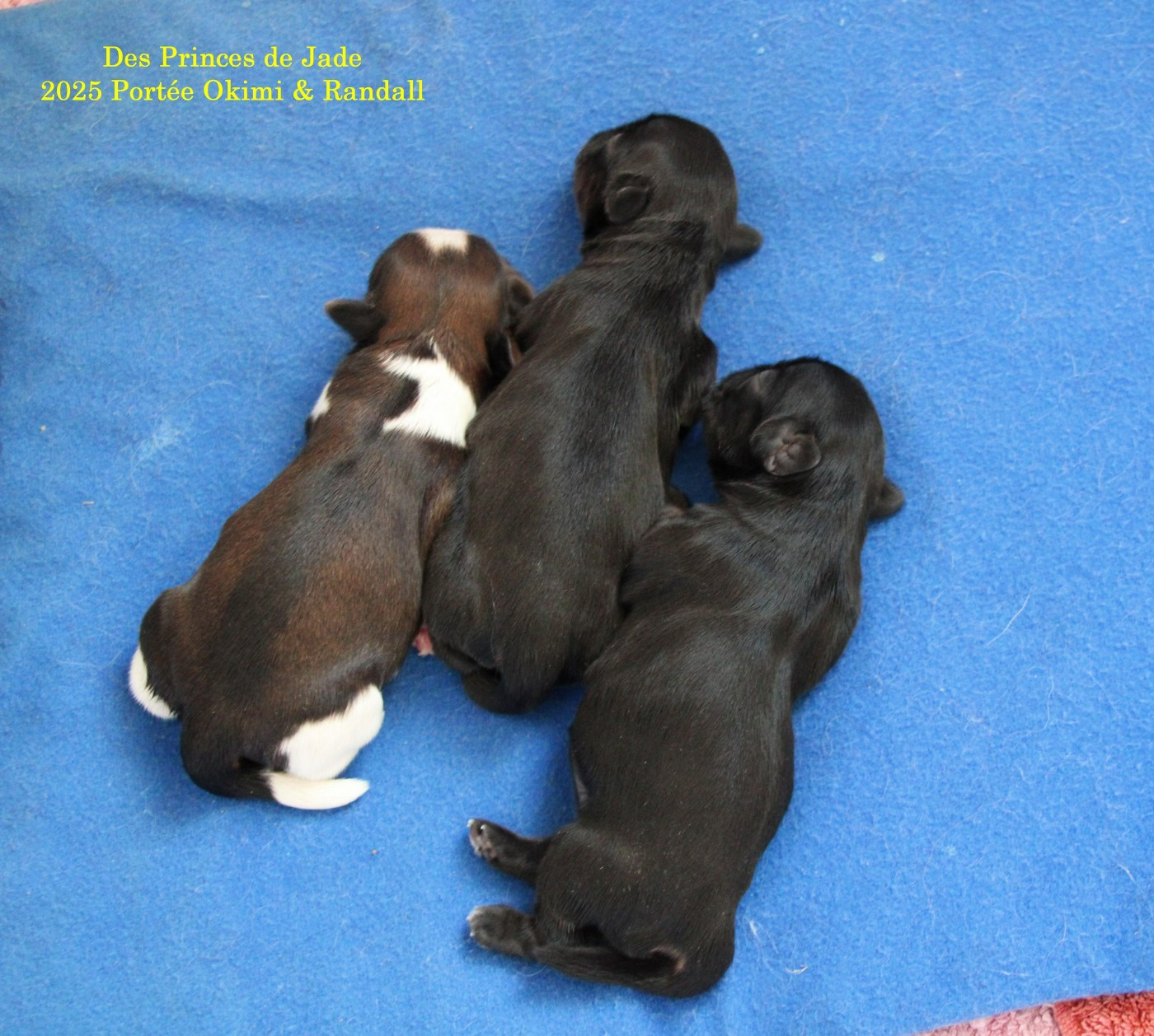 Chiot Shih Tzu Des Princes De Jade