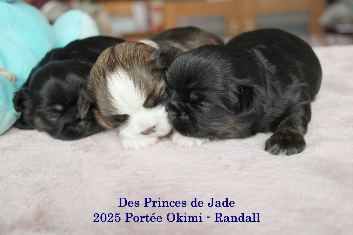 Chiot Shih Tzu Des Princes De Jade