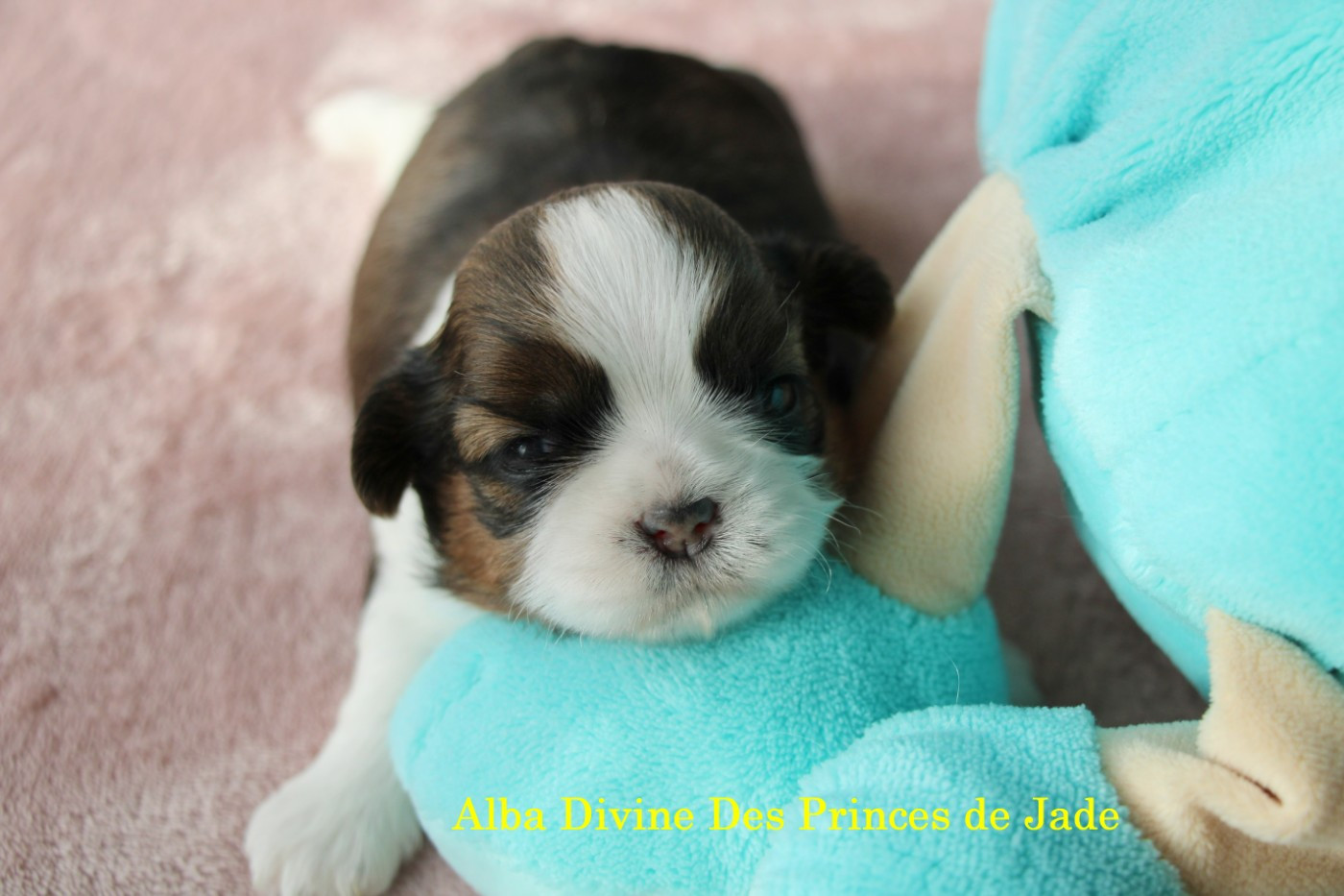 Des Princes De Jade - Chiots disponibles - Shih Tzu