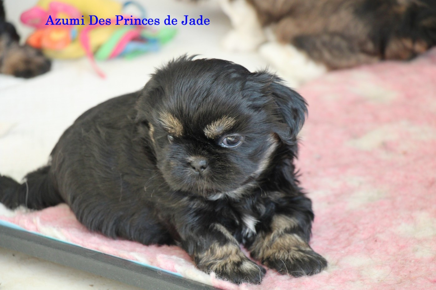 Des Princes De Jade - Chiots disponibles - Shih Tzu