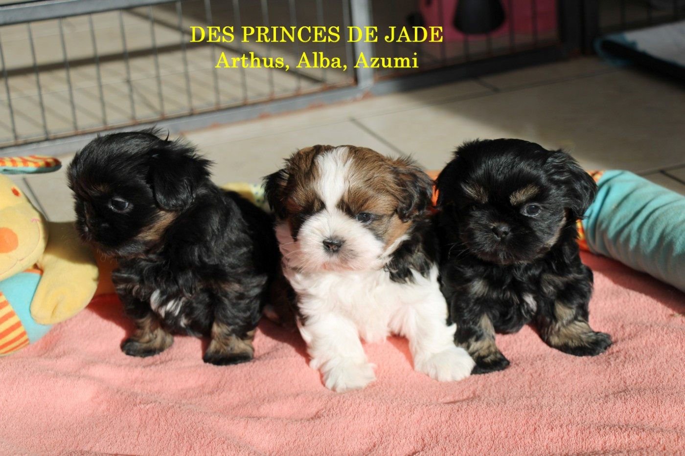 Chiot Shih Tzu Des Princes De Jade