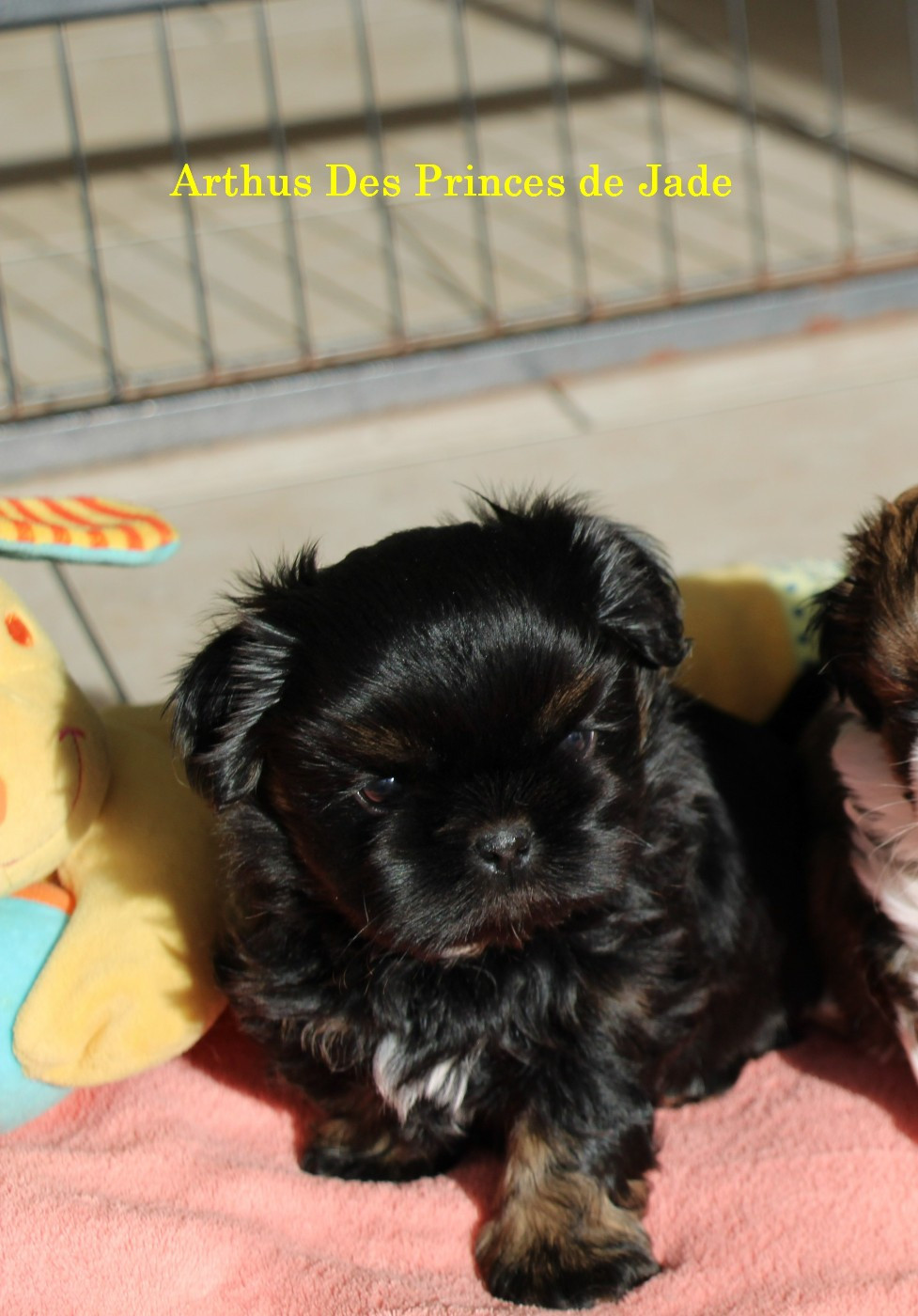 Des Princes De Jade - Chiots disponibles - Shih Tzu